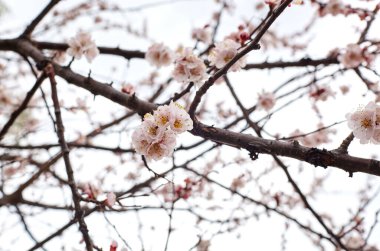 Parkta güzel beyaz kayısı çiçeği. Çiçekli kayısı ağacı. Doğa için taze bahar arkaplanı. İlkbaharda açan çiçeklerin yumuşak odak görüntüsü