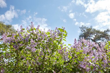 Güzel leylak çiçeği. Parkta çiçek açan leylak ağacı. Doğa için taze bahar arkaplanı