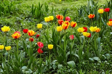 Bahçede açan güzel lale çiçekleri. Bahar bahçesindeki güzellik lalesi doğadaki güneş ışığıyla ışıldıyor. Bokeh resmi ile bulanık arkaplan, seçici odak