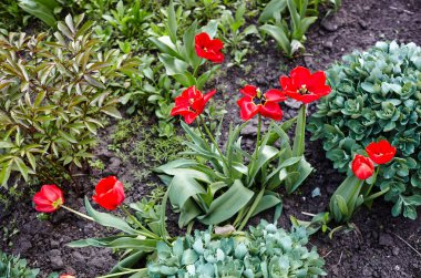 Bahçede açan güzel lale çiçekleri. Bahar bahçesindeki güzellik lalesi doğadaki güneş ışığıyla ışıldıyor. Bokeh resmi ile bulanık arkaplan, seçici odak