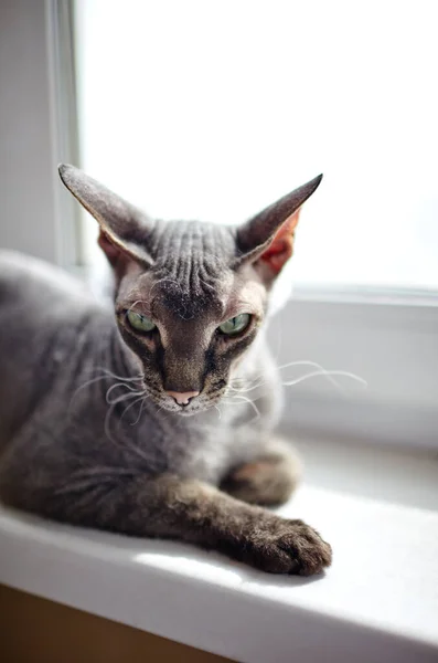 Забавна Кішка Сидить Підвіконні Гарний Сірий Сфінкс Кіт Вибірковий Фокус — стокове фото