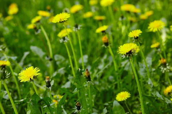 春に黄色いタンポポの緑のフィールド 地面に黄色の春の花の閉鎖 — ストック写真