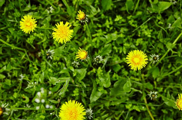 春に黄色いタンポポの緑のフィールド 地面に黄色の春の花の閉鎖 — ストック写真