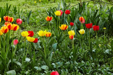 Bahçede açan güzel lale çiçekleri. Bahar bahçesindeki güzellik lalesi doğadaki güneş ışığıyla ışıldıyor. Bokeh resmi ile bulanık arkaplan, seçici odak