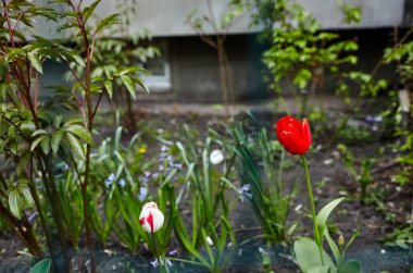 Bahçede açan güzel lale çiçekleri. Bahar bahçesindeki güzellik lalesi doğadaki güneş ışığıyla ışıldıyor. Bokeh resmi ile bulanık arkaplan, seçici odak