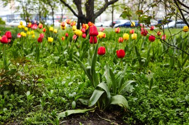 Bahçede açan güzel lale çiçekleri. Bahar bahçesindeki güzellik lalesi doğadaki güneş ışığıyla ışıldıyor. Bokeh resmi ile bulanık arkaplan, seçici odak