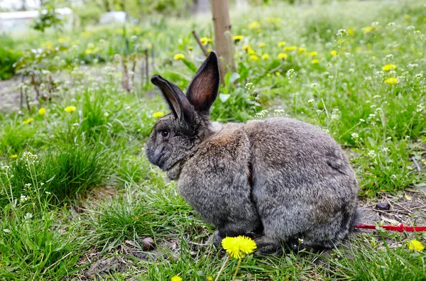 Grande Coniglio Sull Erba Verde Coniglietto Bello Vivace Nella Natura — Foto Stock