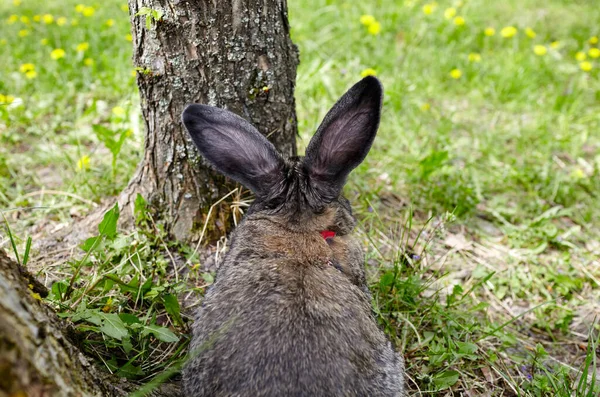 Stor Kanin Skogen Härlig Och Livlig Kanin Naturen — Stockfoto