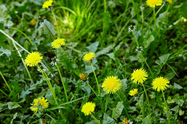 Campo Verde Con Dientes León Amarillos Primavera Primer Plano Flores — Foto de Stock