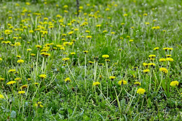 春に黄色いタンポポの緑のフィールド 地面に黄色の春の花の閉鎖 — ストック写真