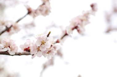Parkta güzel beyaz kayısı çiçeği. Çiçekli kayısı ağacı. Doğa için taze bahar arkaplanı. İlkbaharda açan çiçeklerin yumuşak odak görüntüsü