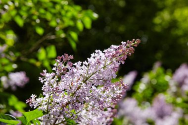 Güzel leylak çiçeği. Parkta çiçek açan leylak ağacı. Doğa için taze bahar arkaplanı