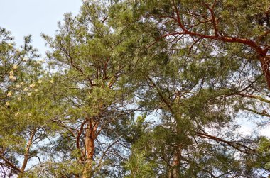 Orman gökyüzüne karşı. Güneşli bir günde bulutlu mavi gökyüzüne karşı çam ağaçları.