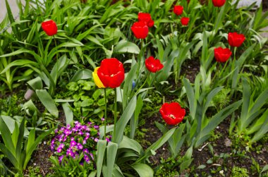 Bahçede açan güzel lale çiçekleri. Bahar bahçesindeki güzellik lalesi doğadaki güneş ışığıyla ışıldıyor. Bokeh resmi ile bulanık arkaplan, seçici odak