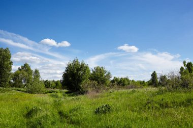 Gökyüzüne ve çayırlara karşı parlak yaz ormanı. Yeşil ağaçların ve mavi gökyüzünün güzel manzarası