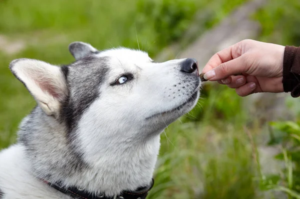 Sibirya köpeğini besleyen genç bir kadın. Bir köpekle bir kadının arkadaşlığı, açık havada.