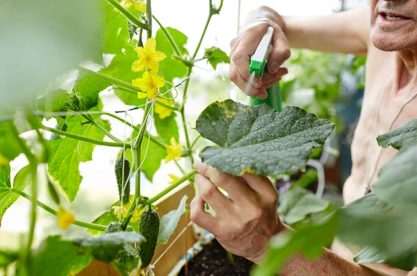 Greis Bei Der Gartenarbeit Heimischen Gewächshaus Männerhände Halten Sprühflasche Und — Stockfoto