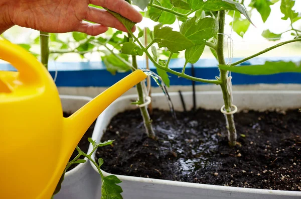 Greis Bei Der Gartenarbeit Heimischen Gewächshaus Männerhände Halten Gießkanne Und — Stockfoto