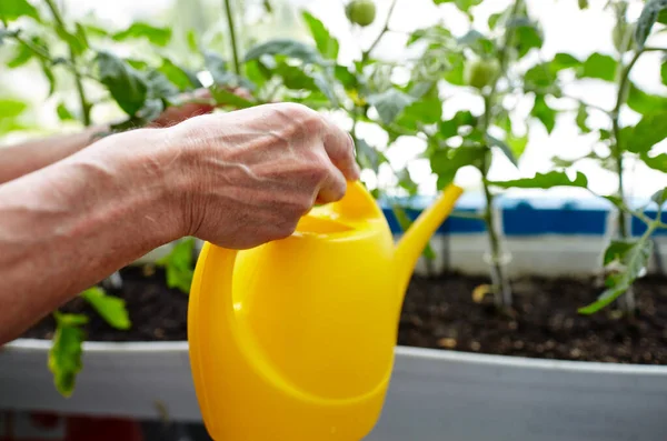 Jardinería Ancianos Invernadero Casero Las Manos Los Hombres Sostienen Regadera —  Fotos de Stock