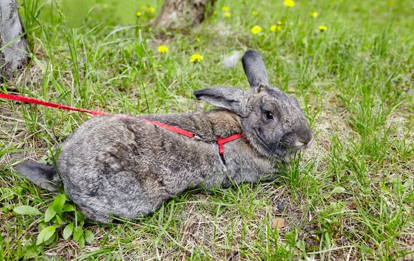 Großes Kaninchen Wald Schöne Und Lebhafte Hasen Der Natur — Stockfoto