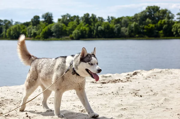 西伯利亚哈士奇在海滩上在大自然中散步的哈士奇犬 — 图库照片