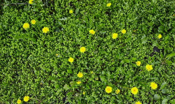Zelené Pole Žlutými Pampeliškami Jaře Detailní Záběr Žlutých Jarních Květin — Stock fotografie
