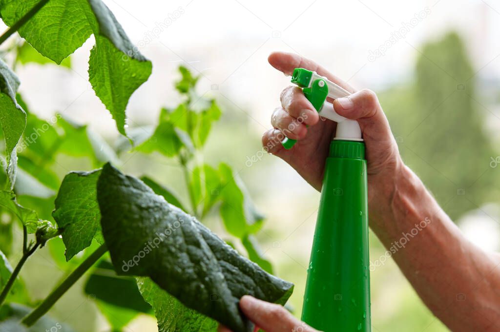 Old man gardening in home greenhouse. Men's hands hold spray bottle and watering the plant