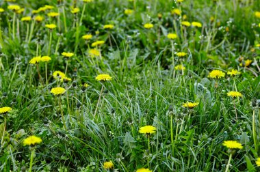 Baharda sarı karahindibalı yeşil tarla. Yerdeki sarı bahar çiçeklerine yakın çekim