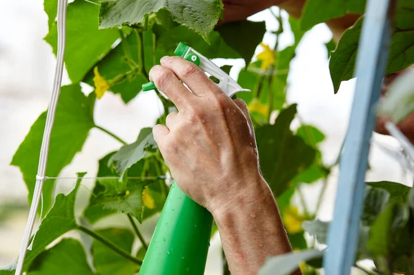 Greis Bei Der Gartenarbeit Heimischen Gewächshaus Männerhände Halten Sprühflasche Und — Stockfoto