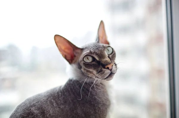 Gato Gracioso Sentado Alféizar Ventana Hermoso Gato Esfinge Gris Enfoque — Foto de Stock