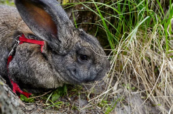 Groot Konijn Het Bos Heerlijk Levendig Konijntje Natuur — Stockfoto