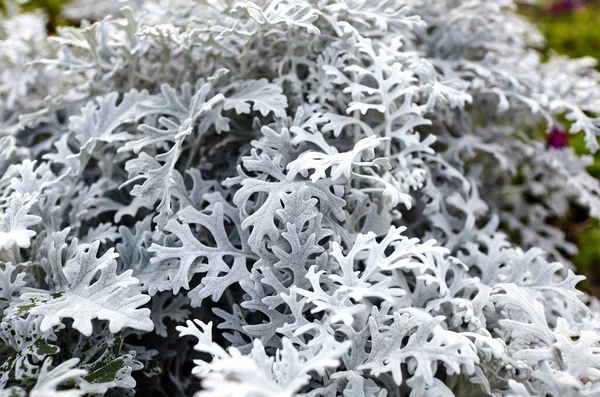 Bahçede güzel gümüş tozu Cineraria maritima, sonbahar zamanı, yakın çekim. Cineraria maritima 'nın doğal arka planı, seçici odak.