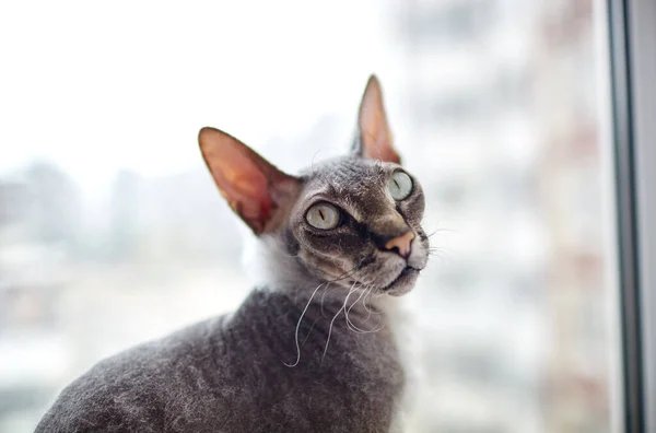 Funny Cat Sitting Window Sill Beautiful Gray Sphinx Cat Selective Stock Image