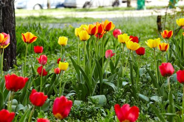 Bahçede açan güzel lale çiçekleri. Bahar bahçesindeki güzellik lalesi doğadaki güneş ışığıyla ışıldıyor. Bokeh resmi ile bulanık arkaplan, seçici odak