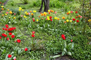 Bahçede açan güzel lale çiçekleri. Bahar bahçesindeki güzellik lalesi doğadaki güneş ışığıyla ışıldıyor. Bokeh resmi ile bulanık arkaplan, seçici odak