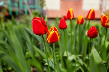 Bahçede açan güzel lale çiçekleri. Bahar bahçesindeki güzellik lalesi doğadaki güneş ışığıyla ışıldıyor. Bokeh resmi ile bulanık arkaplan, seçici odak