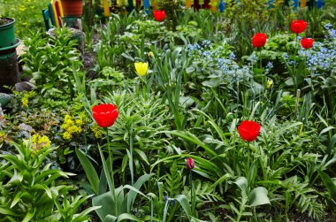 Bahçede açan güzel lale çiçekleri. Bahar bahçesindeki güzellik lalesi doğadaki güneş ışığıyla ışıldıyor. Bokeh resmi ile bulanık arkaplan, seçici odak