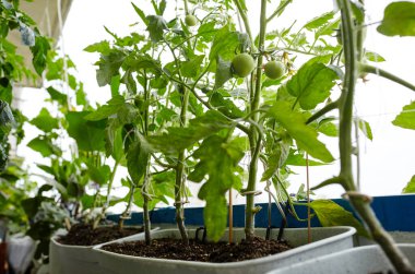 Domates bir serada yetişir. Serada taze sebze yetiştirmek.