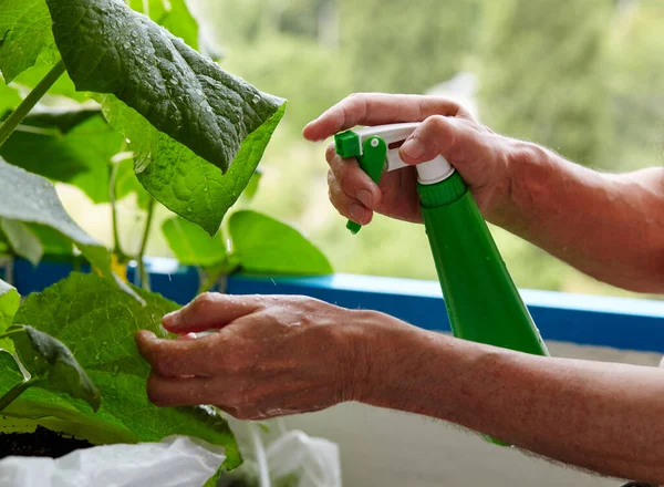 Orang Tua Berkebun Rumah Kaca Tangan Pria Memegang Botol Semprotan — Stok Foto