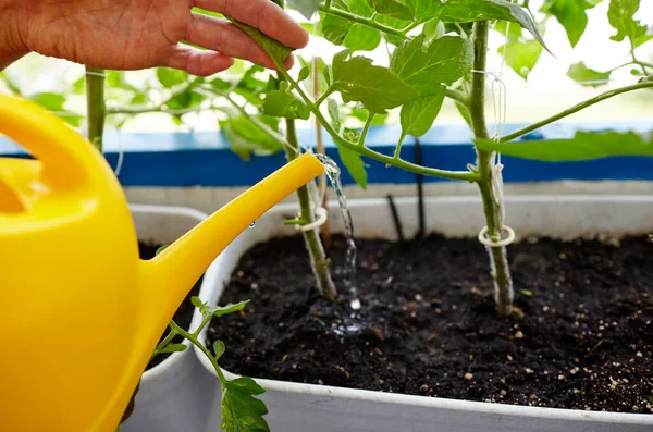 Velho Jardinagem Casa Estufa Mãos Masculinas Segurar Regar Pode Regar — Fotografia de Stock