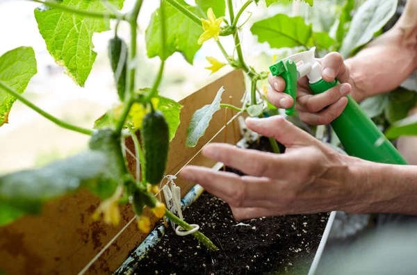 Orang Tua Berkebun Rumah Kaca Tangan Pria Memegang Botol Semprotan — Stok Foto