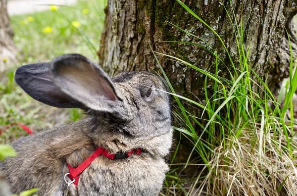 Grande Coniglio Nella Foresta Coniglietto Bello Vivace Nella Natura — Foto Stock