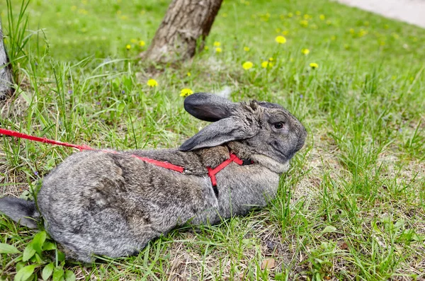 Ormanda Büyük Bir Tavşan Doğada Sevimli Hayat Dolu Bir Tavşan — Stok fotoğraf