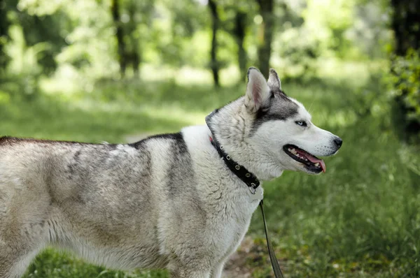 Retrato Husky Siberiano Con Ojos Azules Bosque Husky Perro Naturaleza —  Fotos de Stock