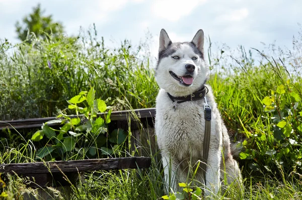 Retrato Husky Siberiano Con Ojos Azules Campo Husky Perro Naturaleza —  Fotos de Stock