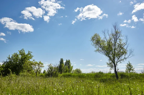 Jasny Letni Las Tle Nieba Łąk Piękny Krajobraz Zielonych Drzew — Zdjęcie stockowe