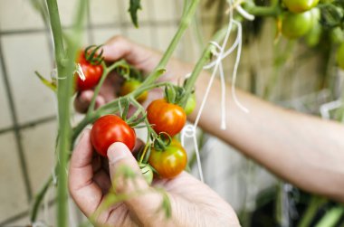 Güneşli bir günde ev bahçesinde taze organik domates hasat eden erkeklerin elleri. Çiftçi domates topluyor.
