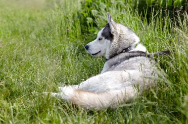 Sahada mavi gözlü Sibirya kurdu portresi. Doğa yürüyüşüne çıkmış güçlü bir köpek.