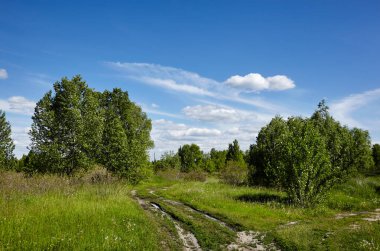 Gökyüzüne ve çayırlara karşı parlak yaz ormanı. Yeşil ağaçların ve mavi gökyüzünün güzel manzarası