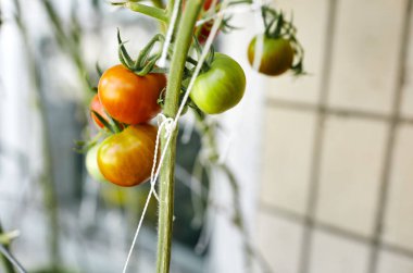 Domates bir serada yetişir. Serada taze sebze yetiştirmek.